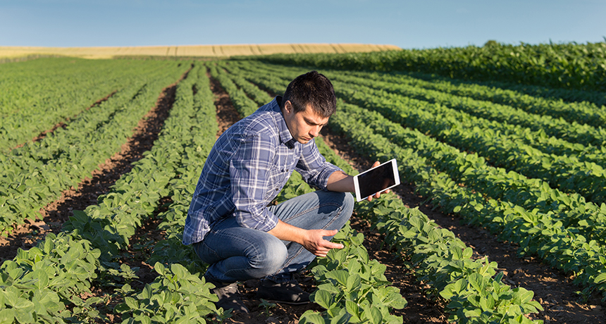Farmer in a field of green crops using a tablet for his work.